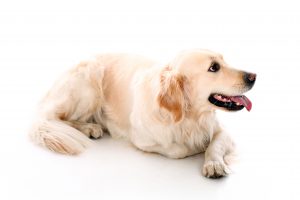Despite their size, Golden Retrievers are amongst the most affectionate dog breeds