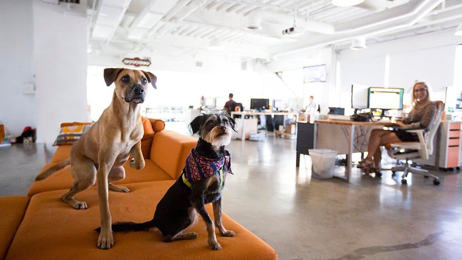 4 Reasons Why Companies Are Going Dog-friendly