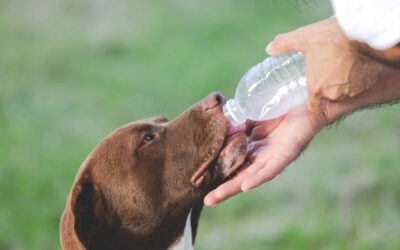 Ways to Keep Your Dog Hydrated