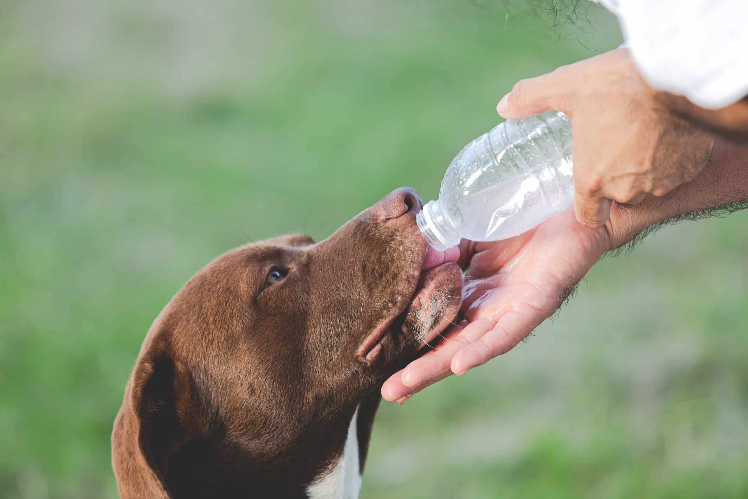 Ways to Keep Your Dog Hydrated