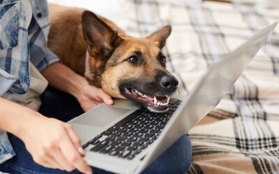 Happy dog looking at laptop with owner