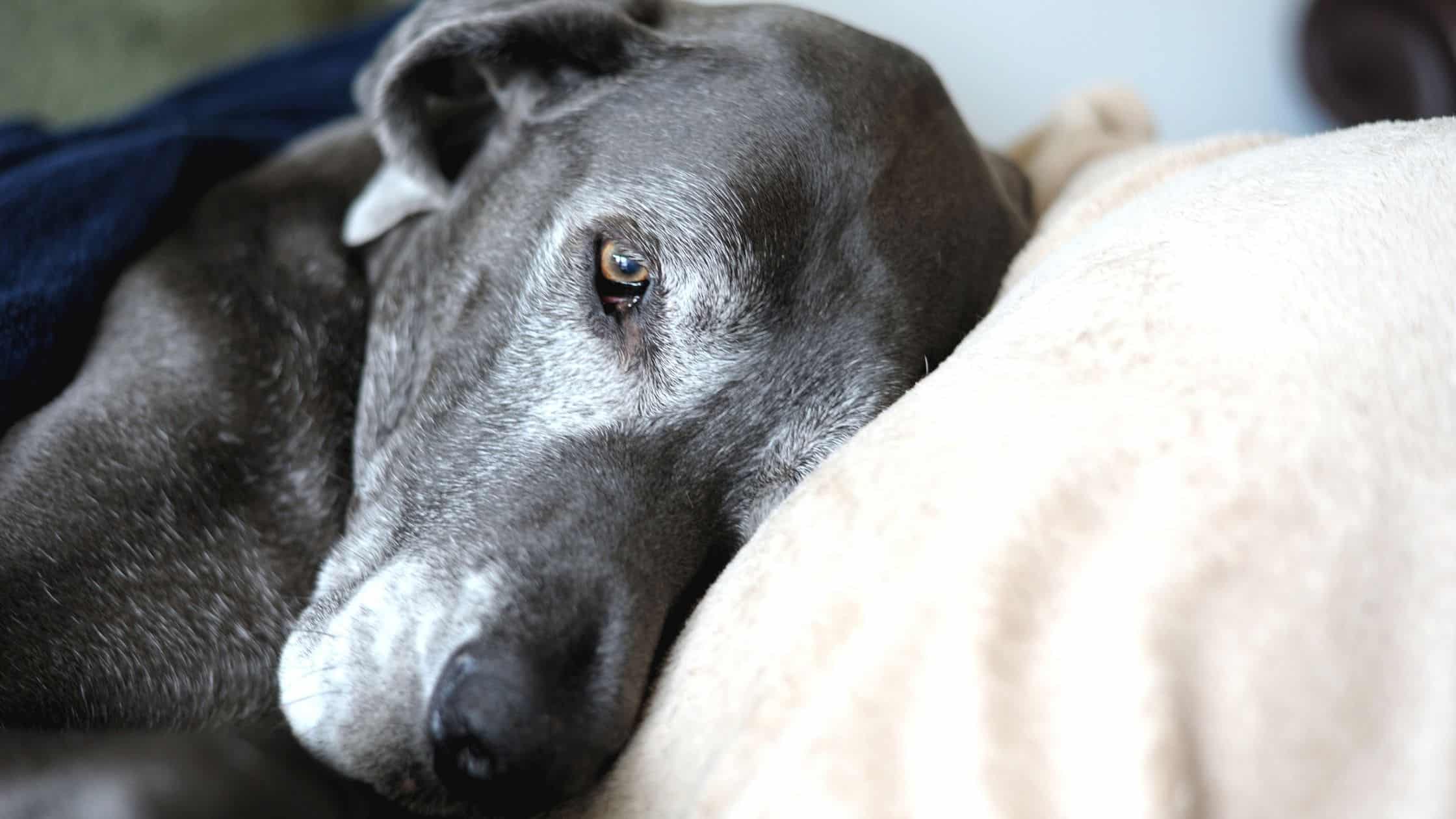 Senior dog laying head on pillow