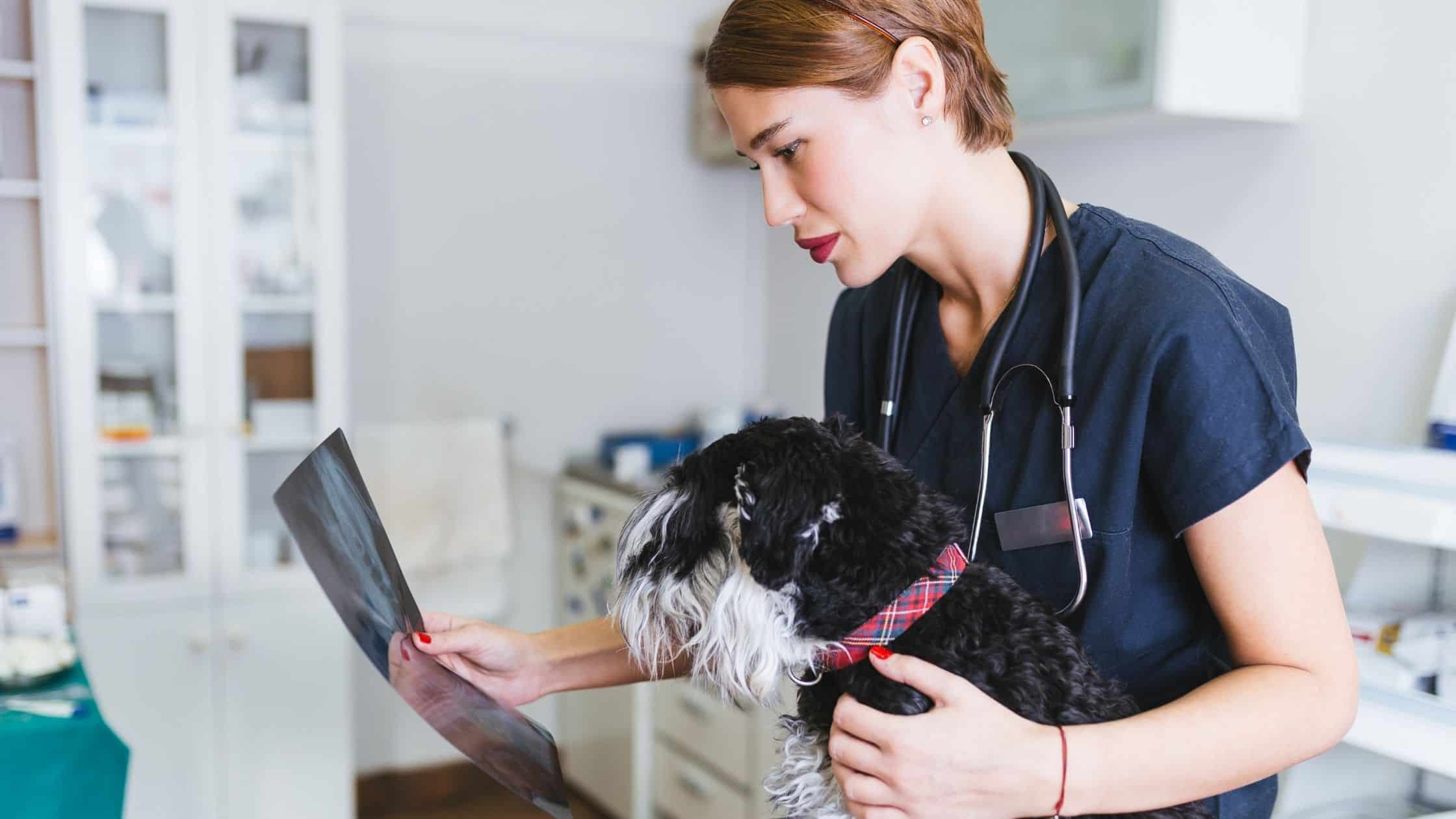 Vet looking at xrays with dog