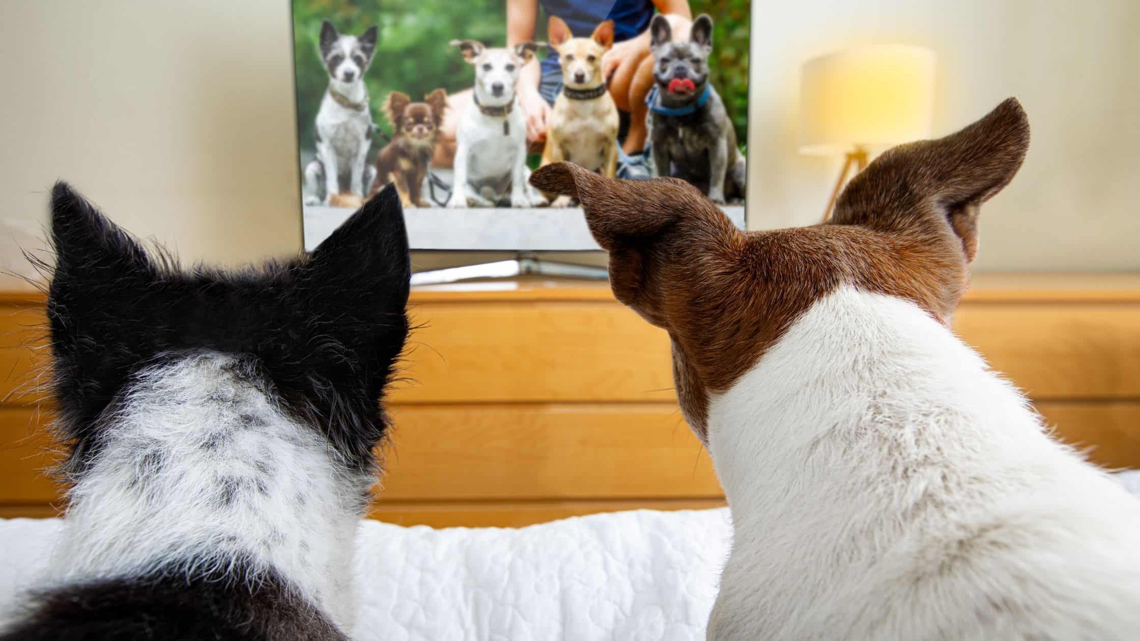 Two dogs watching TV