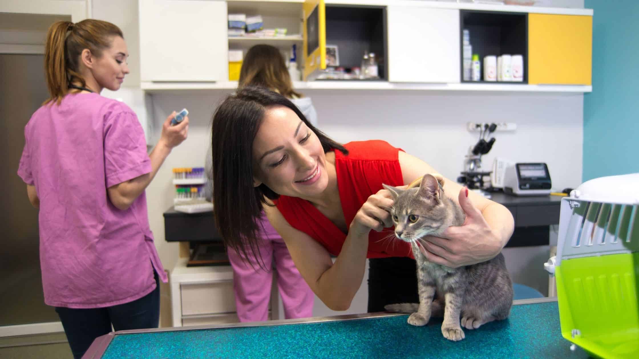 Owner checking on cat at vet office