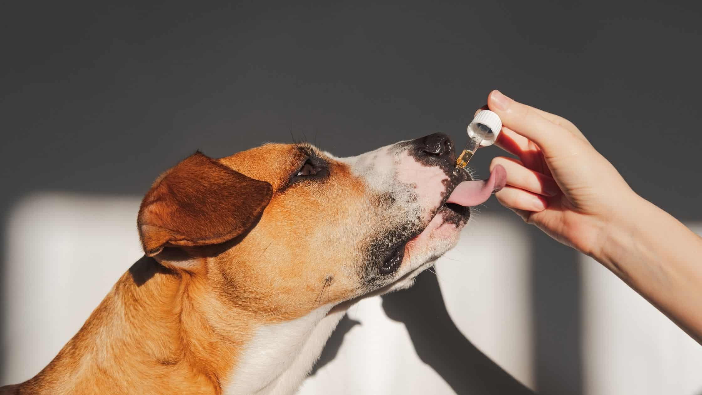 Owner giving dog CBD oil