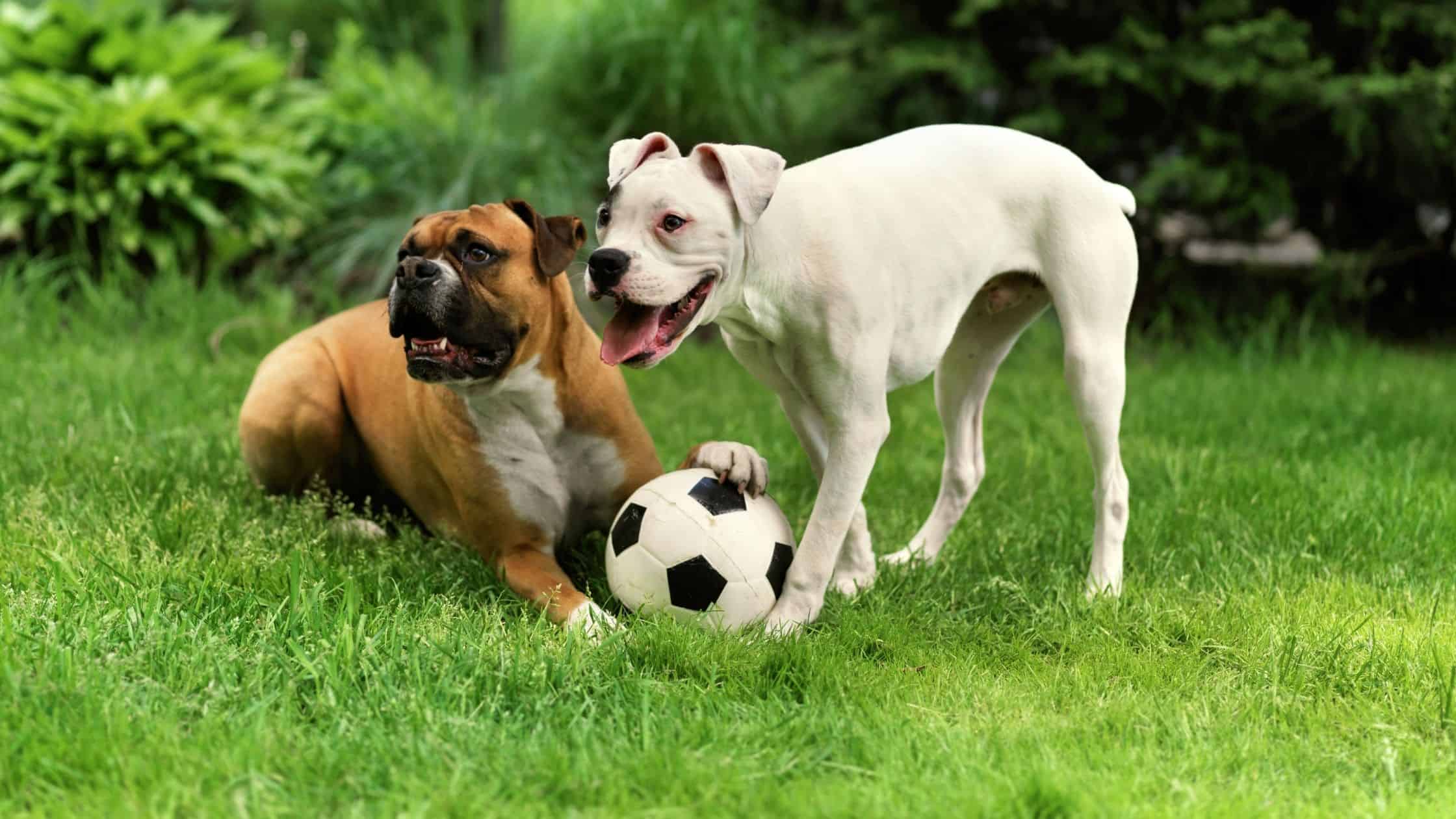 Two Boxer Dogs at Daycare