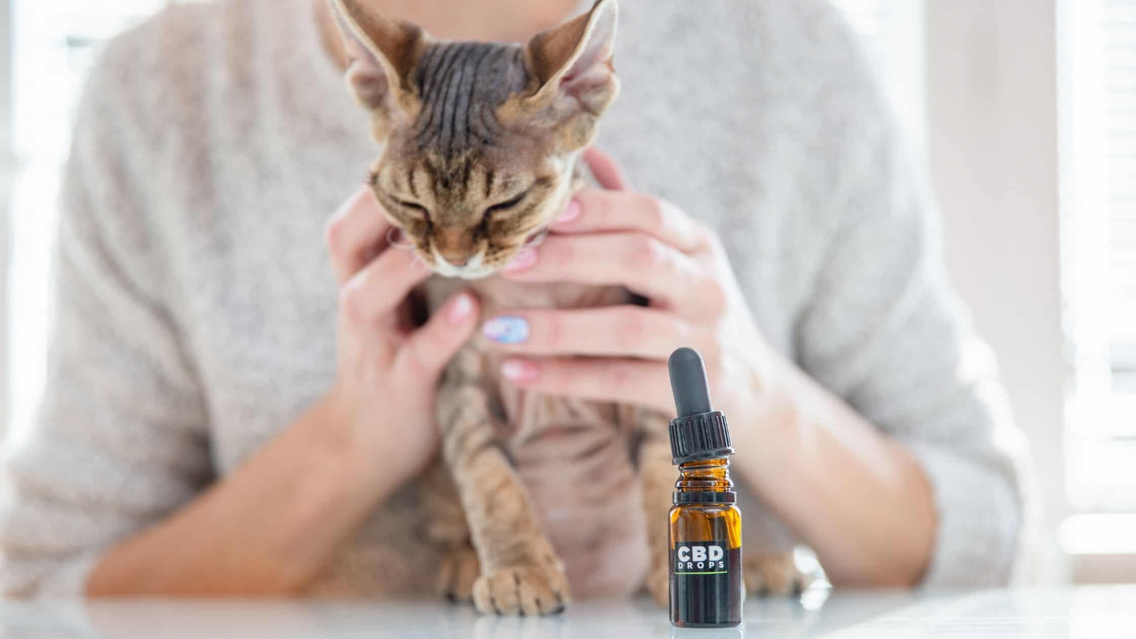 Cat next to CBD oil