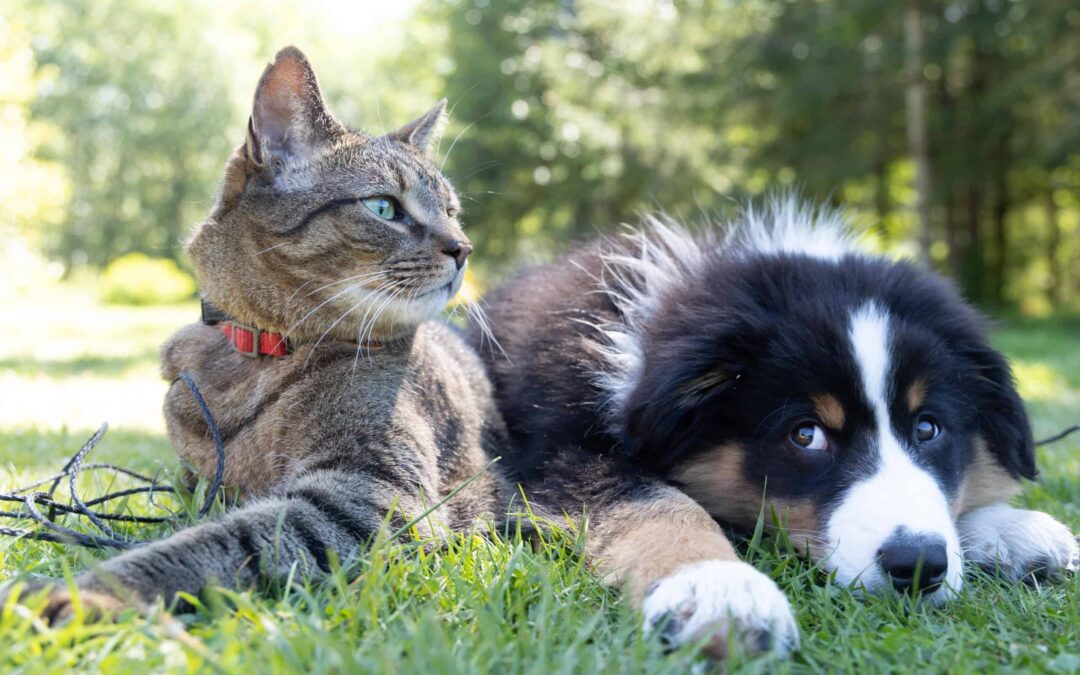5 Reasons to Foster a Cat or Dog