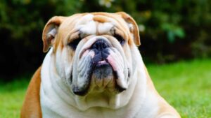 Bulldogs are known for their muscular bodies and wrinkly face.