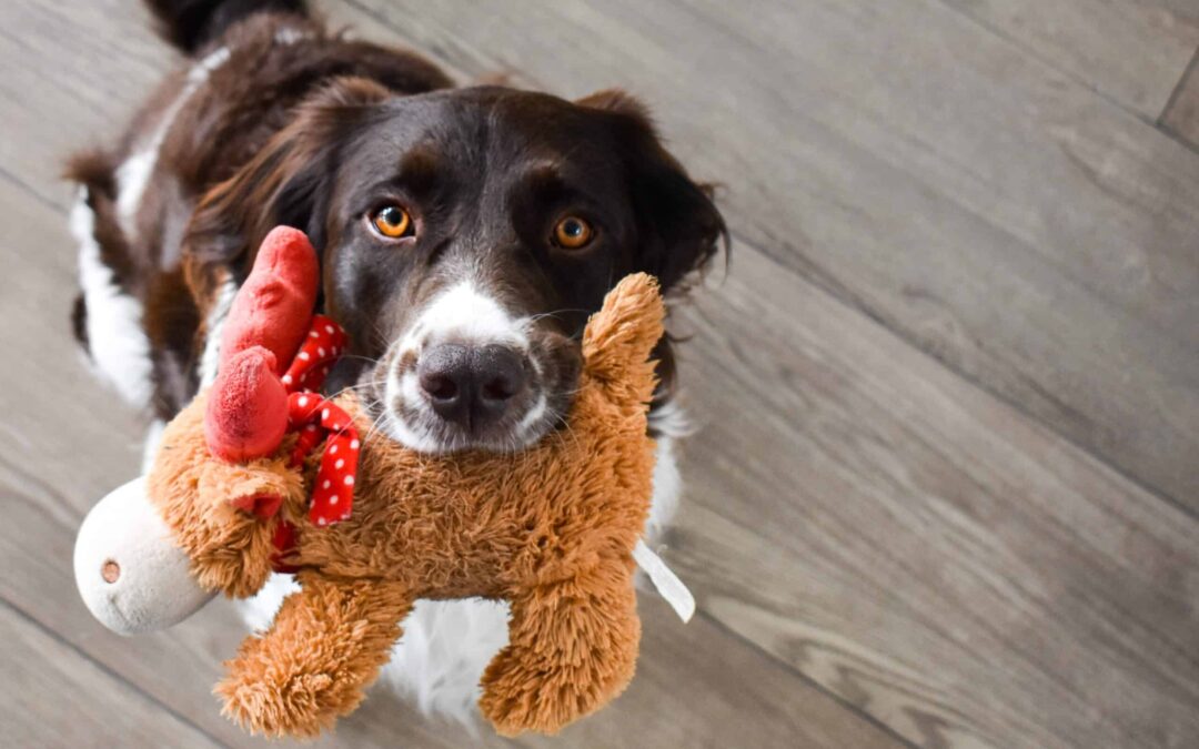 10 Best-Selling Dog Toys on Amazon