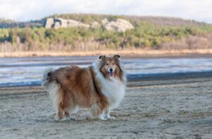 Collies are a type of herding dog and are considered a perfect family dog.
