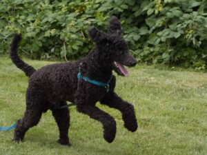 Poodles are famous for their fluffy coats and being social.