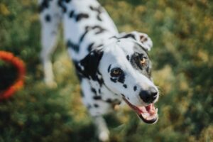Dalmatians are famous for their unique coat and love spending time around family activities.