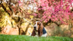 Basset Hounds are a gentle and patient breed of medium-sized dogs.