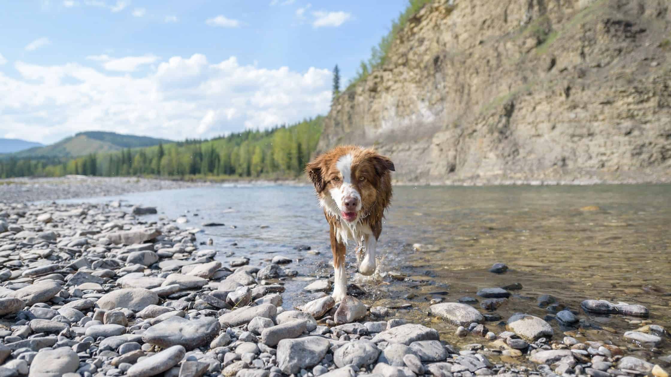 Dog walking out of lake water