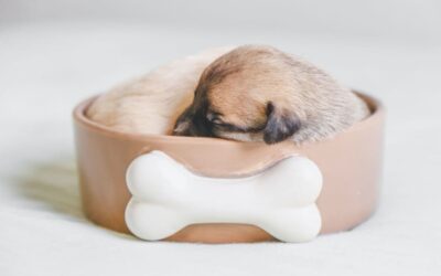 The best way to teach your dog to sleep in his bed