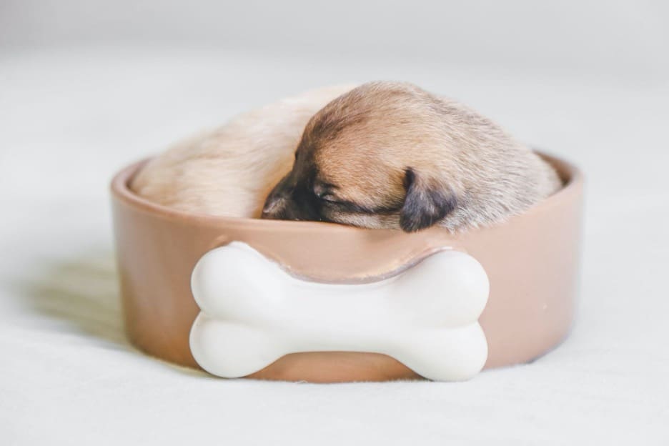 How to Train Your Puppy to Sleep in His Bed