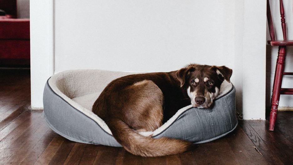 Dog bed training best sale