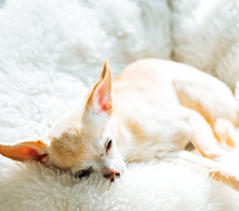 Dog sleeping on fuzzy, white dog bed