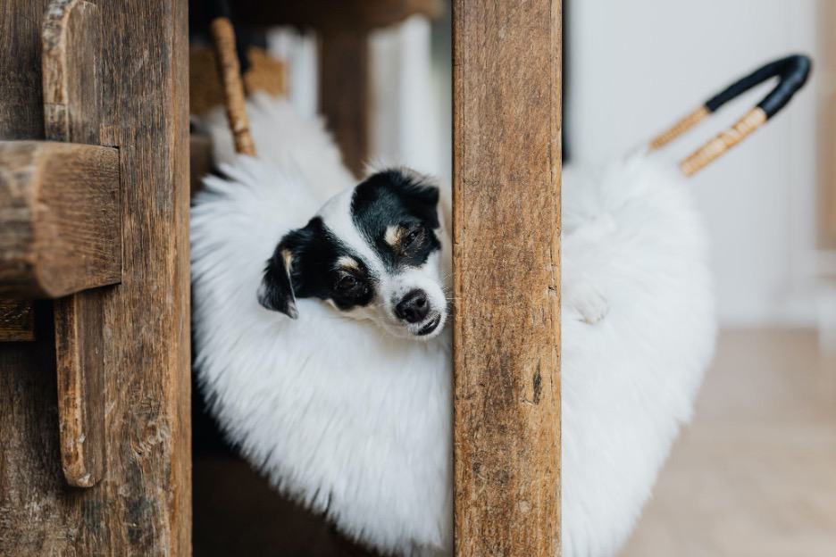 Patience is important when training a pet to sleep in their own beds.