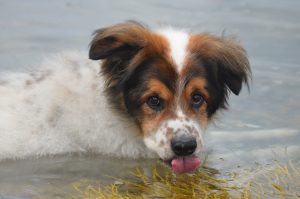 Leptospirosis in dogs is caused by contact with contaminated water, soil, or the urine of infected animals.