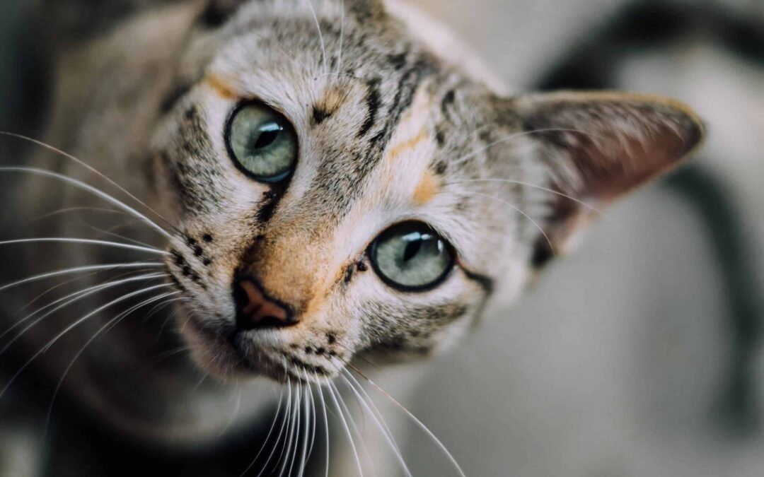 5 Ways to Successfully Train Your Cat