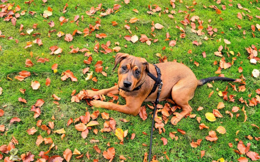 What to Know About Dogs During Thanksgiving