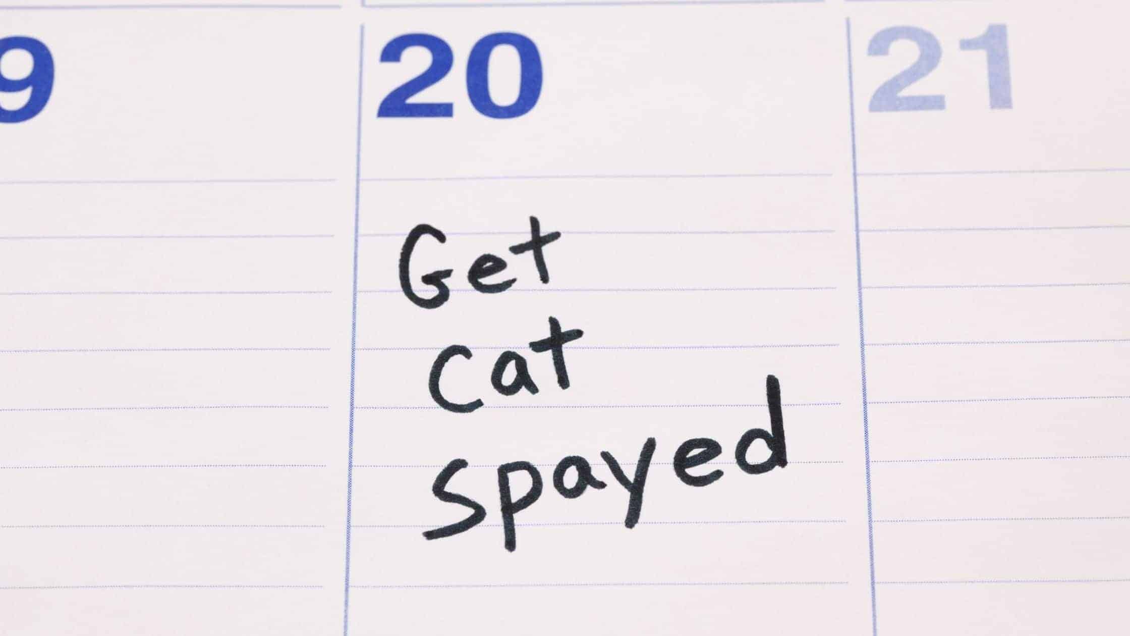 Taking care of your pet after being spayed or neutered