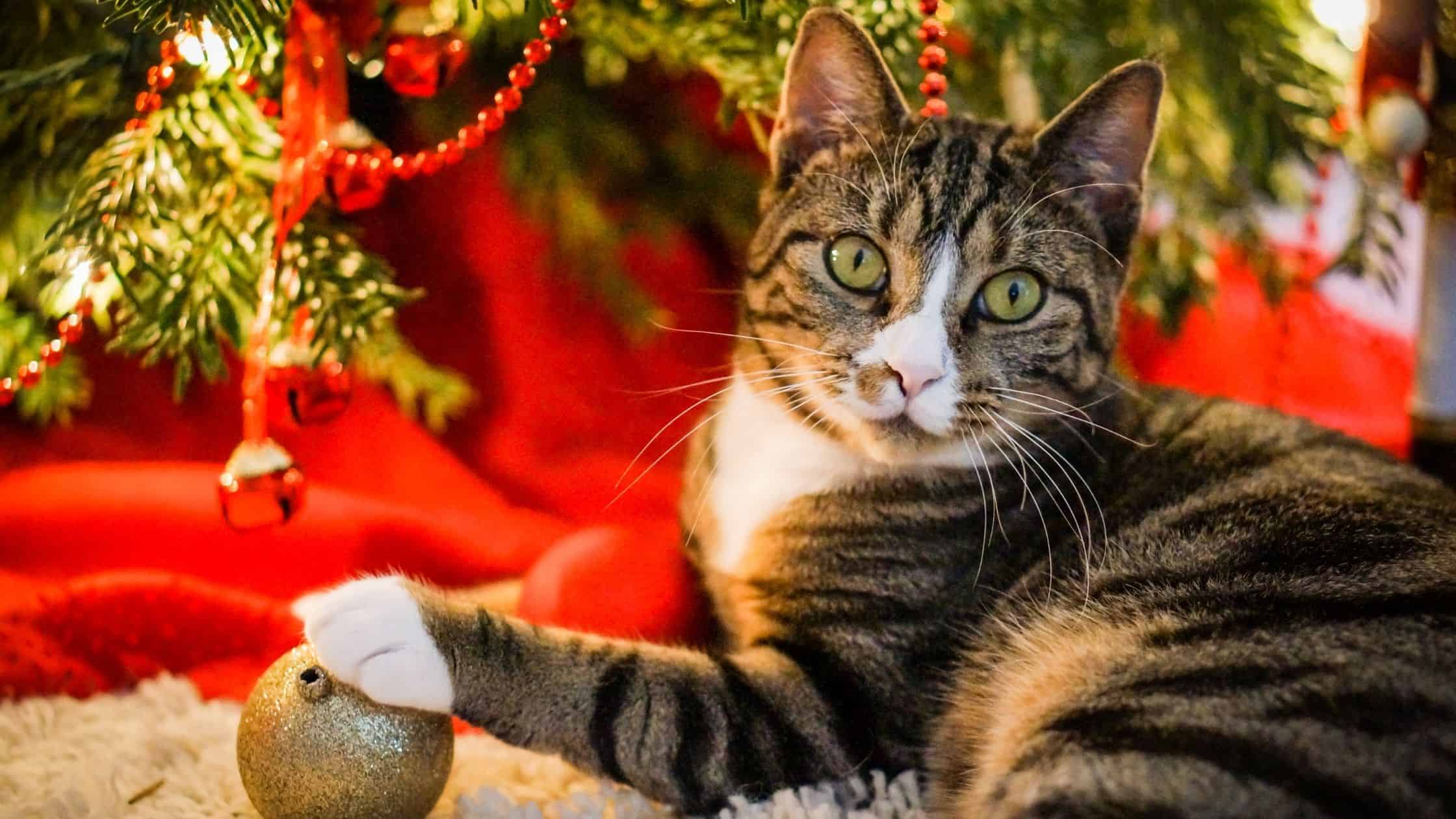 Cat playing with ornament under Christmas tree