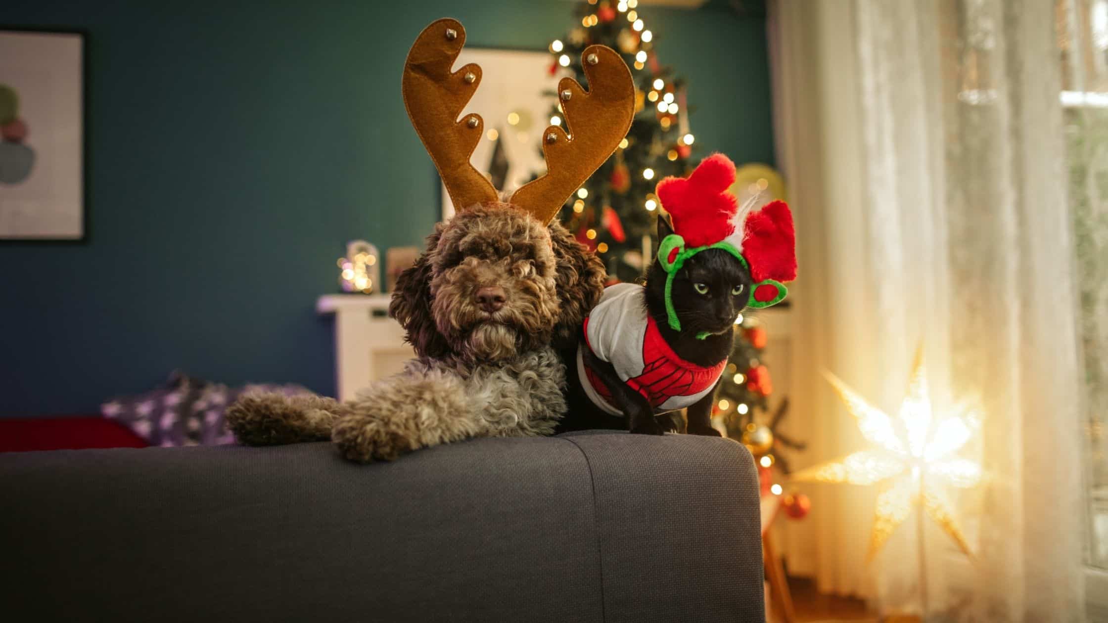 Dog and cat dressed up like the Grinch and his dog max