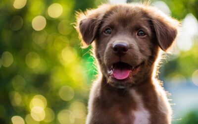 How to learn about your puppy's body language