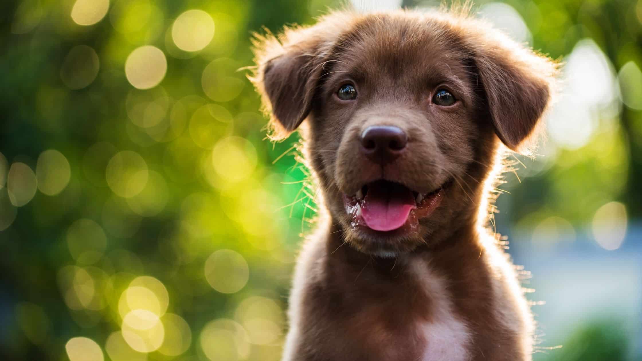 How to learn about your puppy's body language