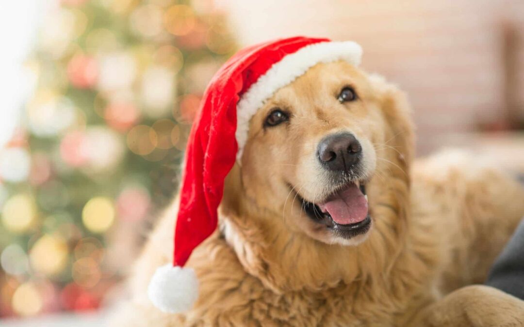 Tips To Take Care Of Your Pets During The Holidays