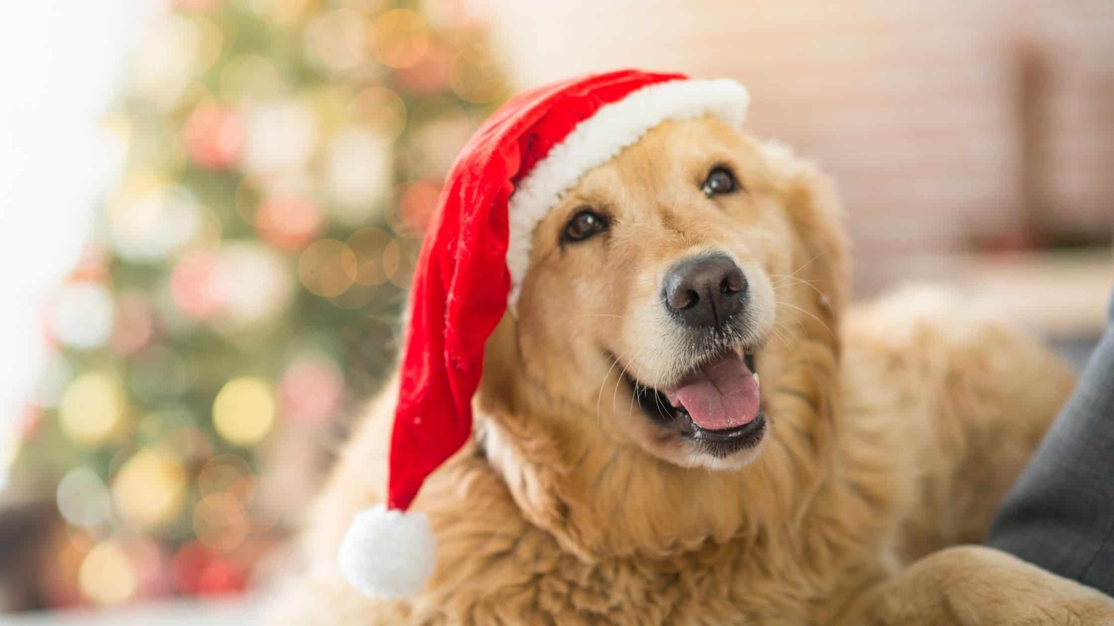 Happy golden retriever wearing Santa hat