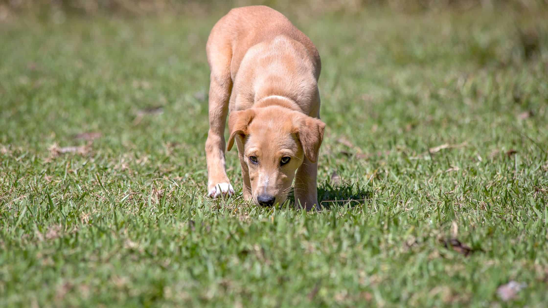 Dogs using their voices can mean different things depending on their mood.