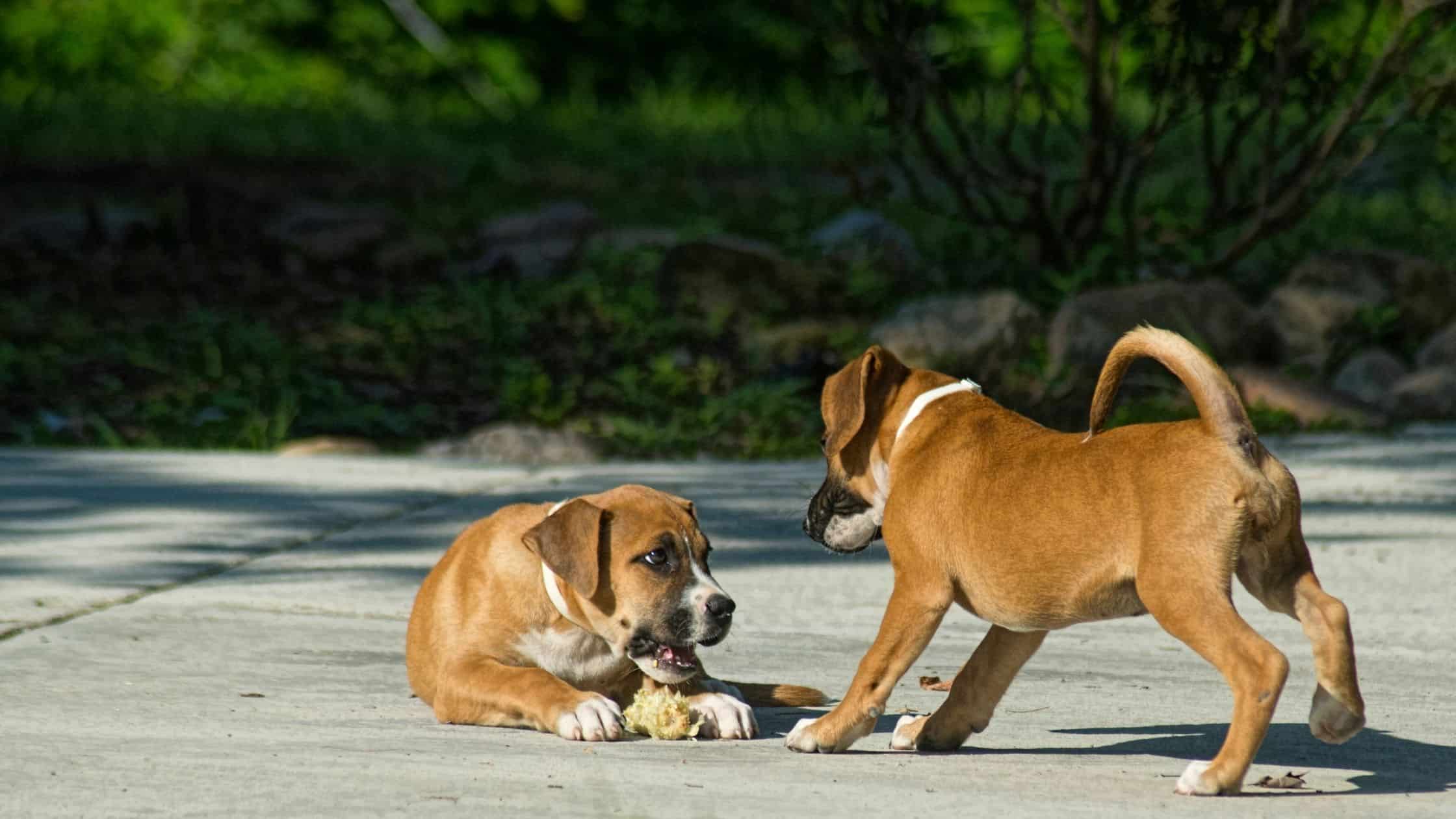 A dog's posture and behavior can help you tell how they are feeling.