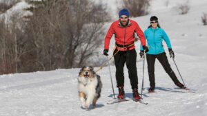 Skijoring with your dog will give both pet and owner the fun experience of skiing.