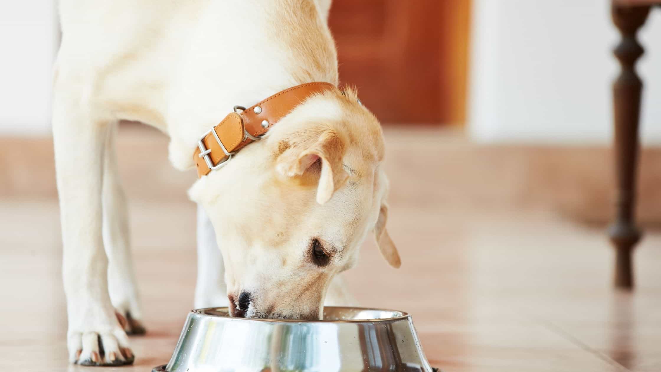 The top foods that should be given to dogs