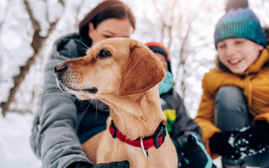 6 Fun Things to Do with Your Pet This Winter