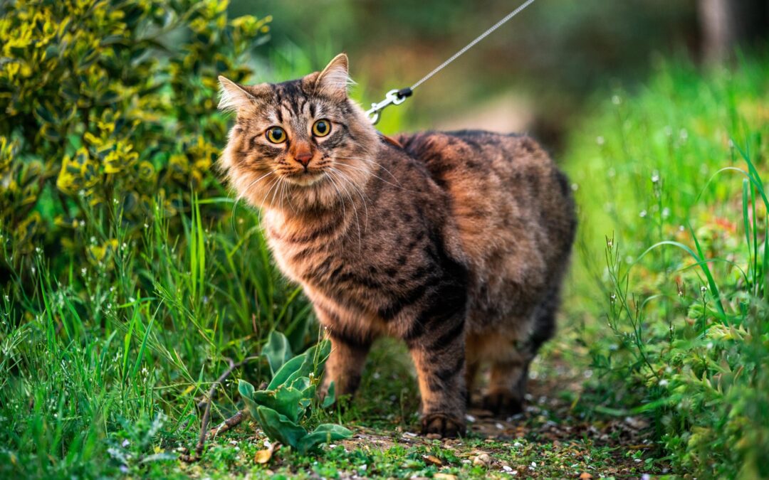 How to Take Your Cat for a Walk