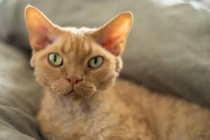 Devon rex cats are good for allergic people because of their shorter coats.