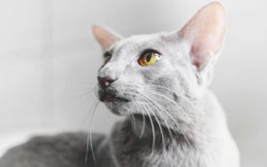 The oriental shorthair is a non-allergenic cat that still has to get their coats groomed.
