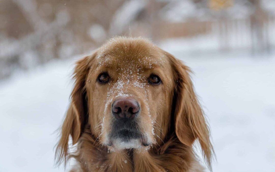 Tips for Caring for Pets’ Paws in Winter Weather
