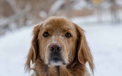 Ways to take care of your pets' paws during winter