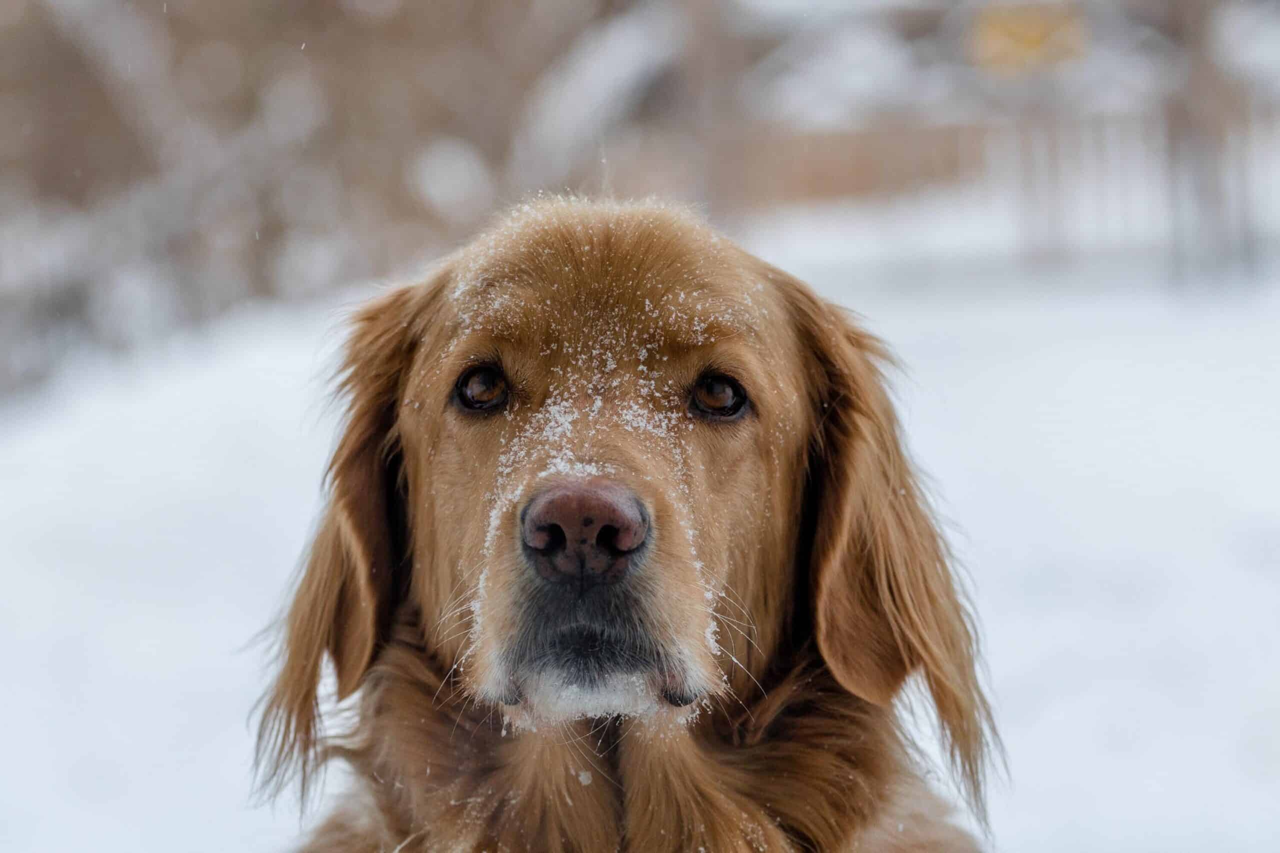 Ways to take care of your pets' paws during winter