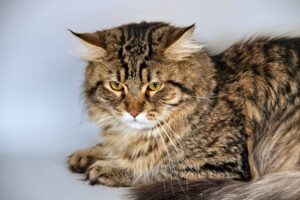 Siberian cats are considered hypoallergenic due to their lower enzyme levels.