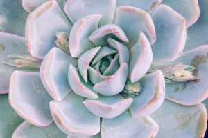 Echeveria thrives with minimal care, making it ideal for pet owners.