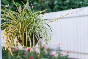 The Spider Plant (Chlorophytum comosum) helps pet owners with air quality.