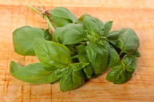 Herbs, such as basil, thyme, rosemary, sage, and mint, are non-toxic to pets.